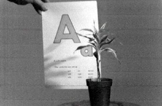 Світлина : Джон Бальдессарі, Still from TEACHING A PLANT THE ALPHABET, 1972